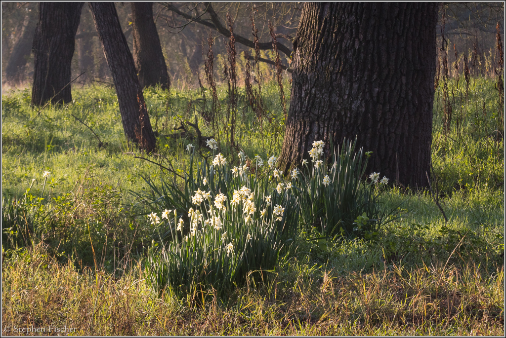 Morning daffodils