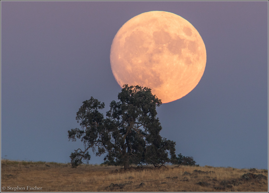 Oak moon rise