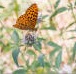 Butterflys and wildfllowers
