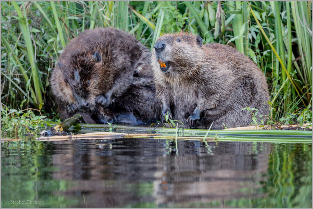 Beaver pair