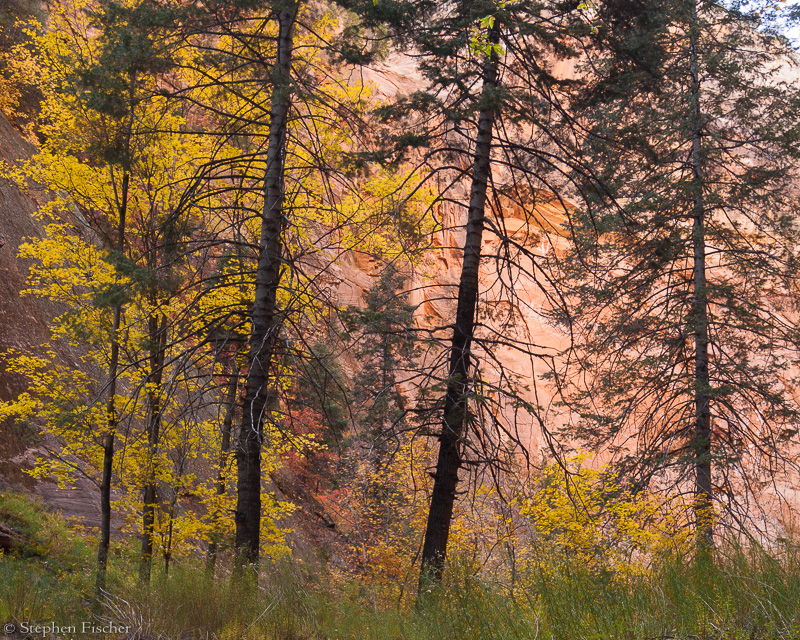 Profile of the trees