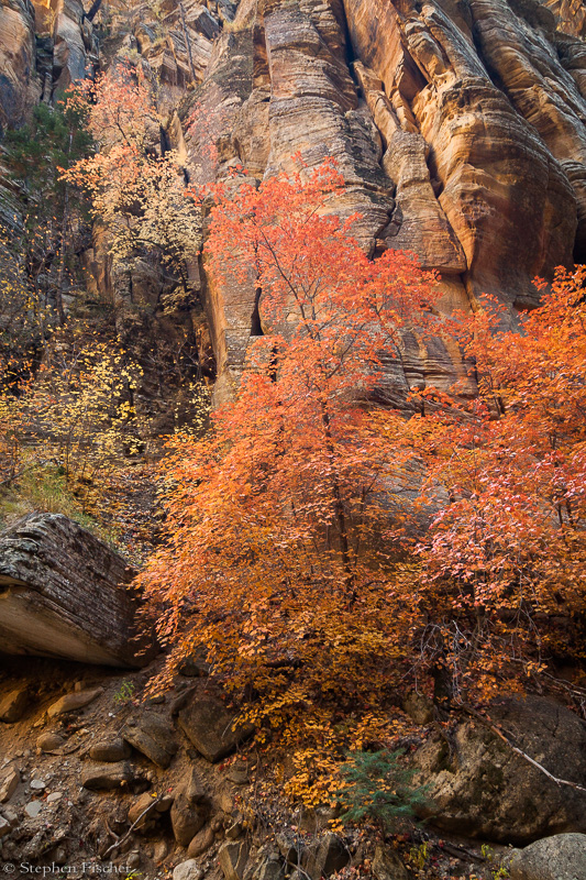 Zion autumn