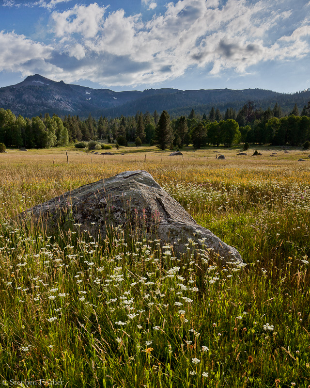 Golden meadow