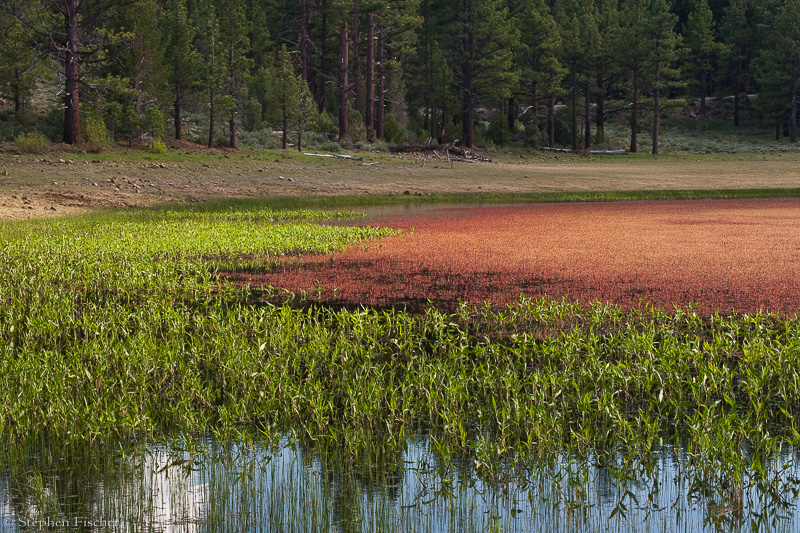 On a solitary pond