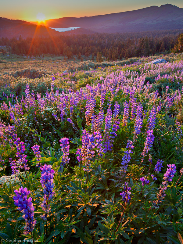 Lupine sunset