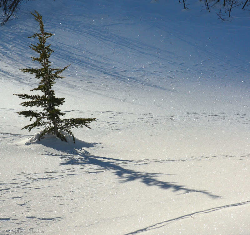 Snow sparkles
