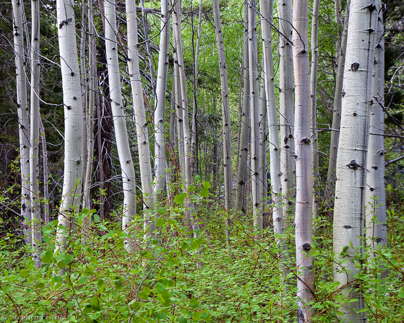 Spring Aspen