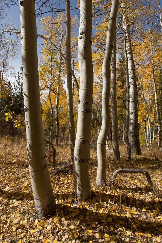 Aspen shadows