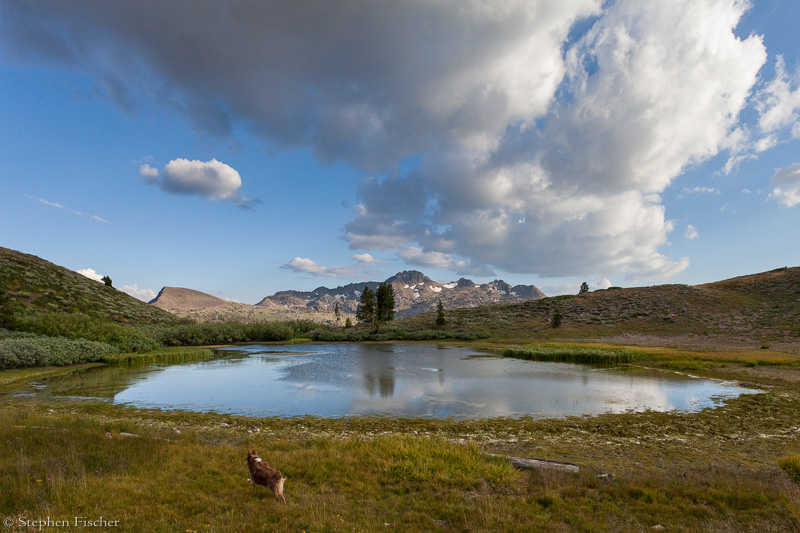 Dog's paradise