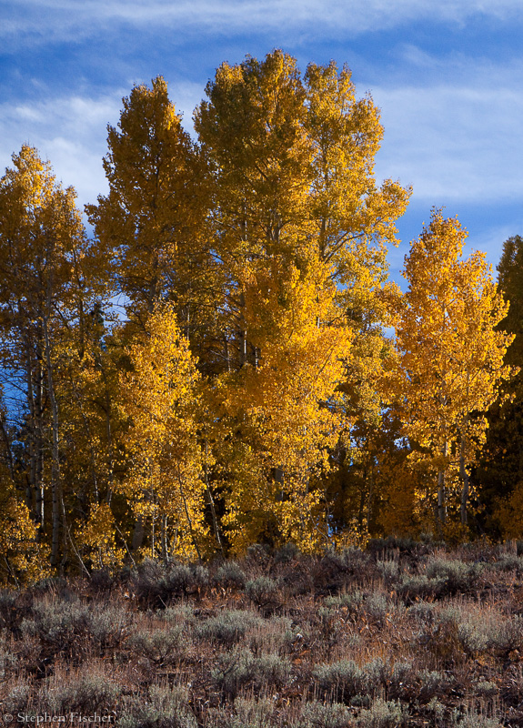 Gold on Sage