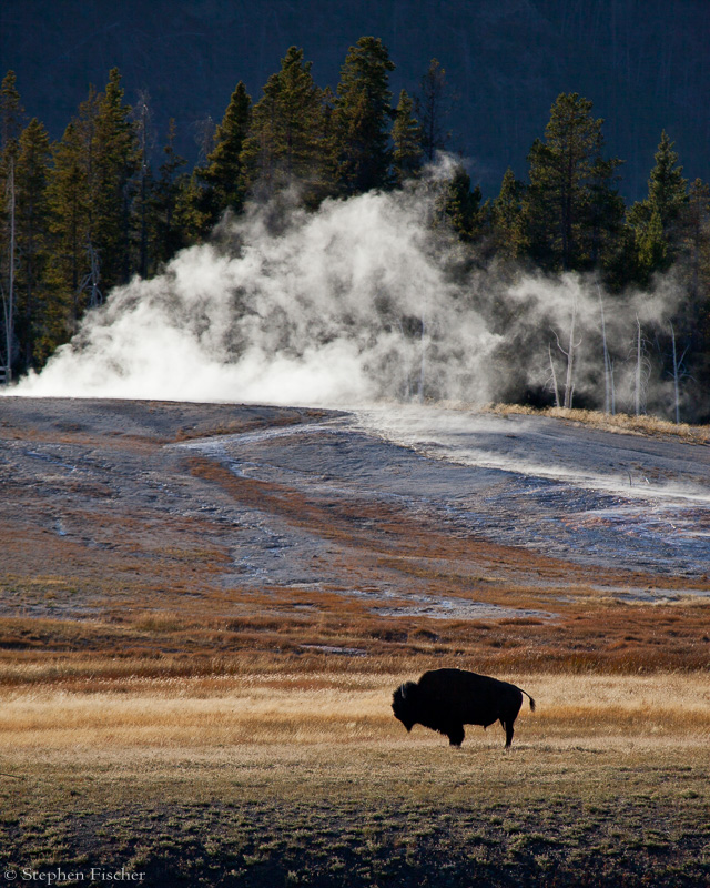 Buffalo geyser