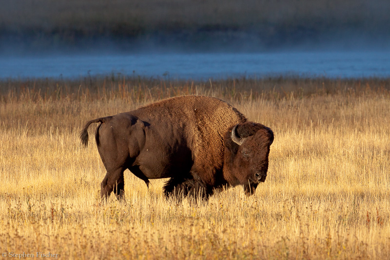 Morning Bison