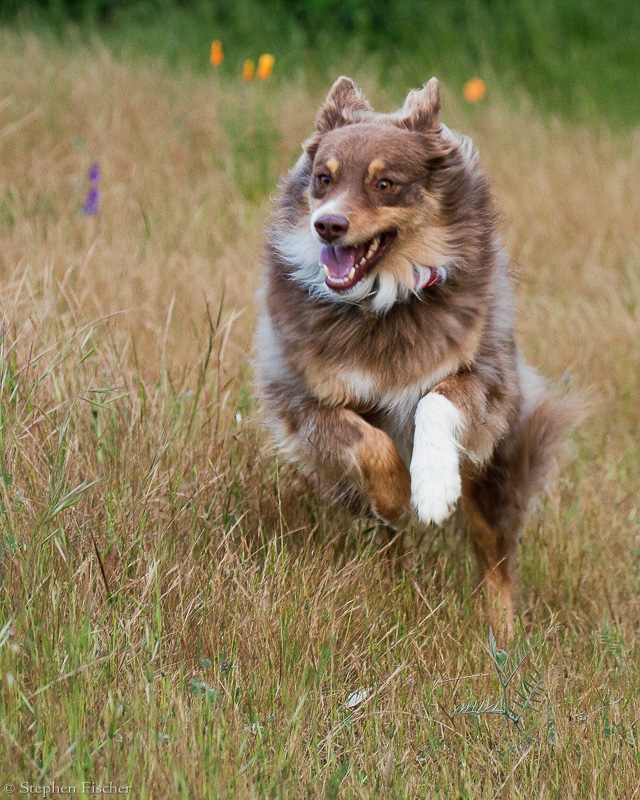 Frolicking in the meadow