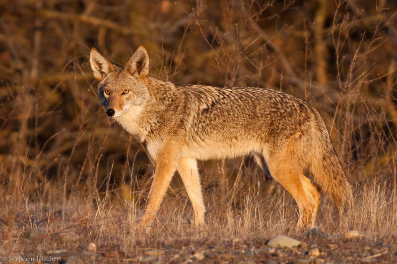 Golden coyote
