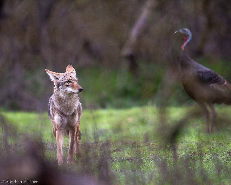 Coyote meal