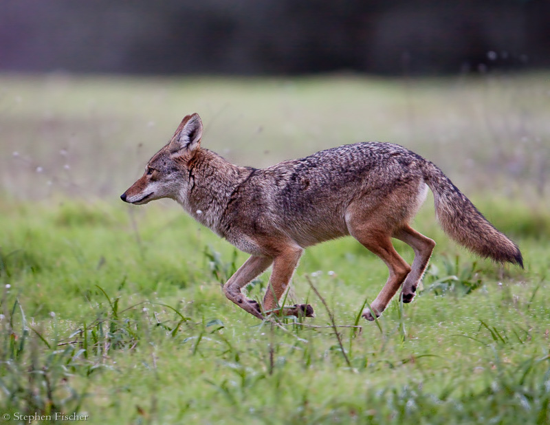 Coyote on the run