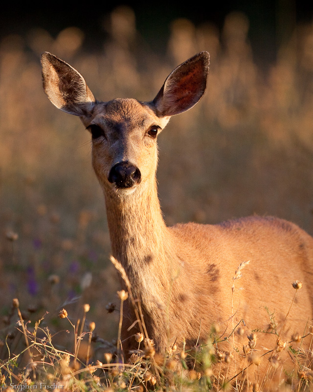 Effie Yeaw deer