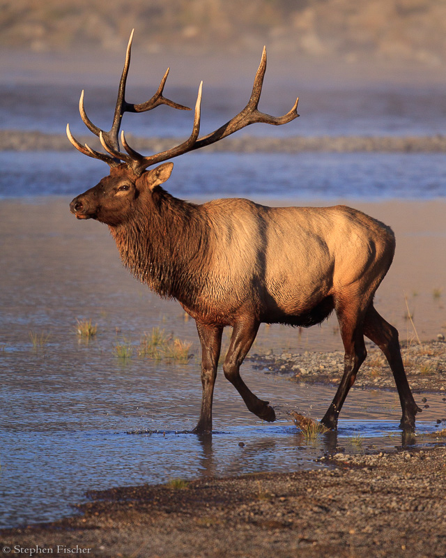 Elk morning light