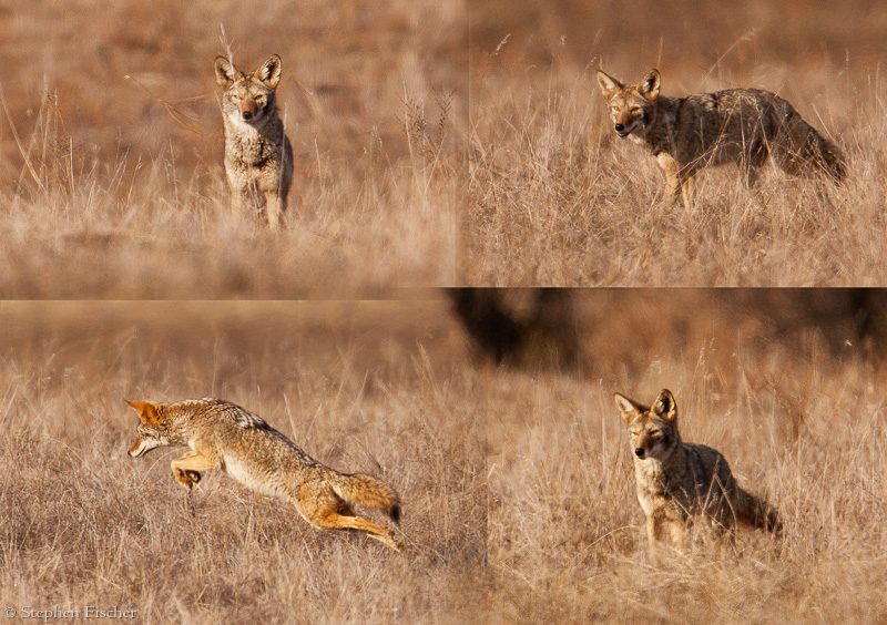 Life as a coyote