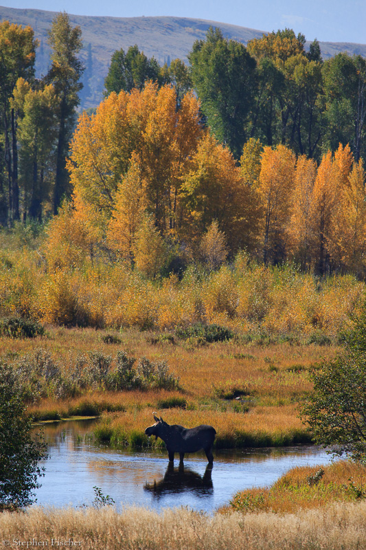 Grazing the streams
