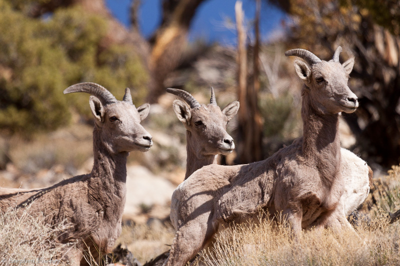I spy some Mountain Sheep