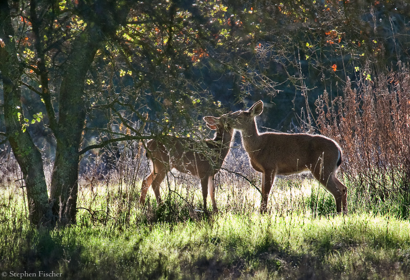 Nuturing deer
