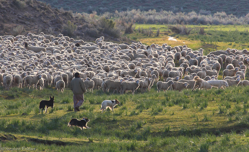 Sheep dogs at sunset