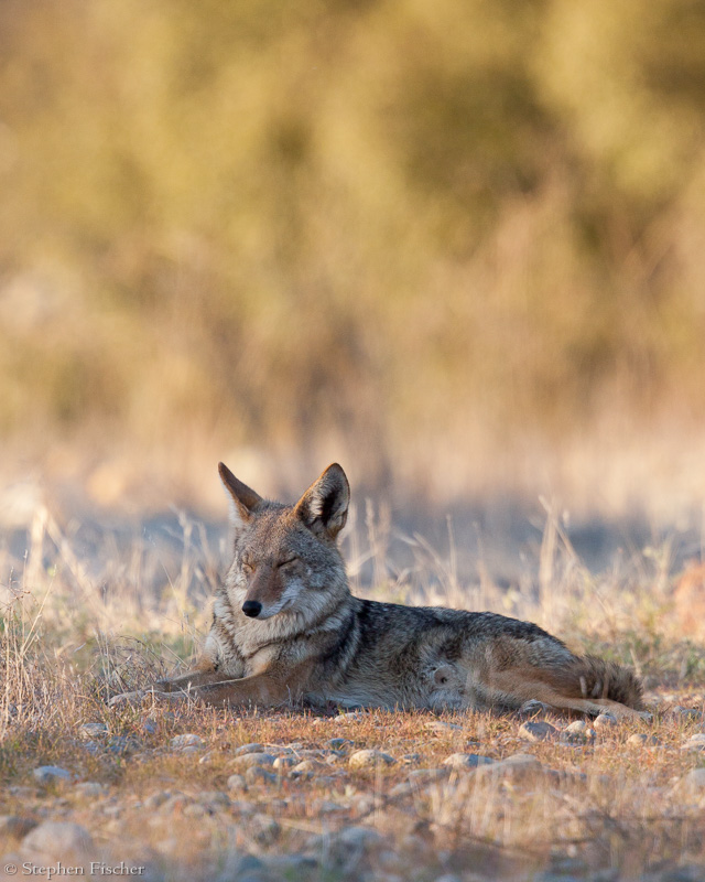 Sleeping coyote