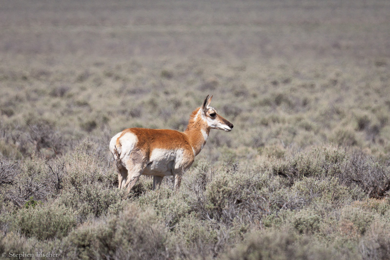Where the antelope roam