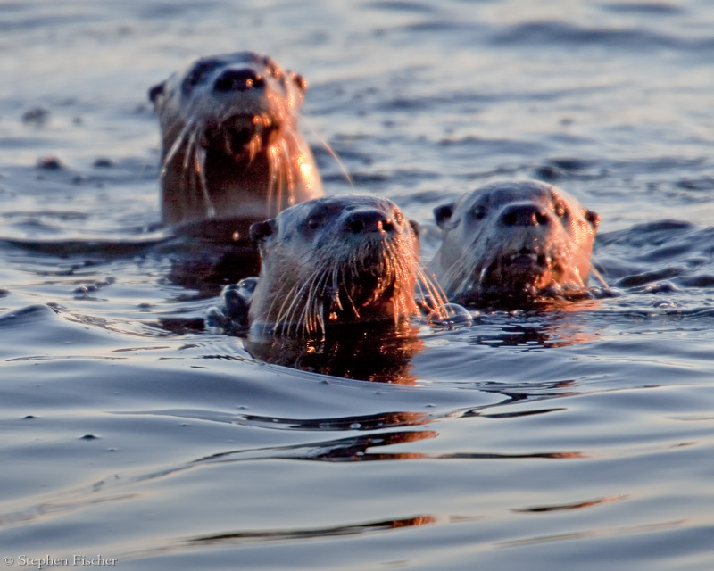 River otters