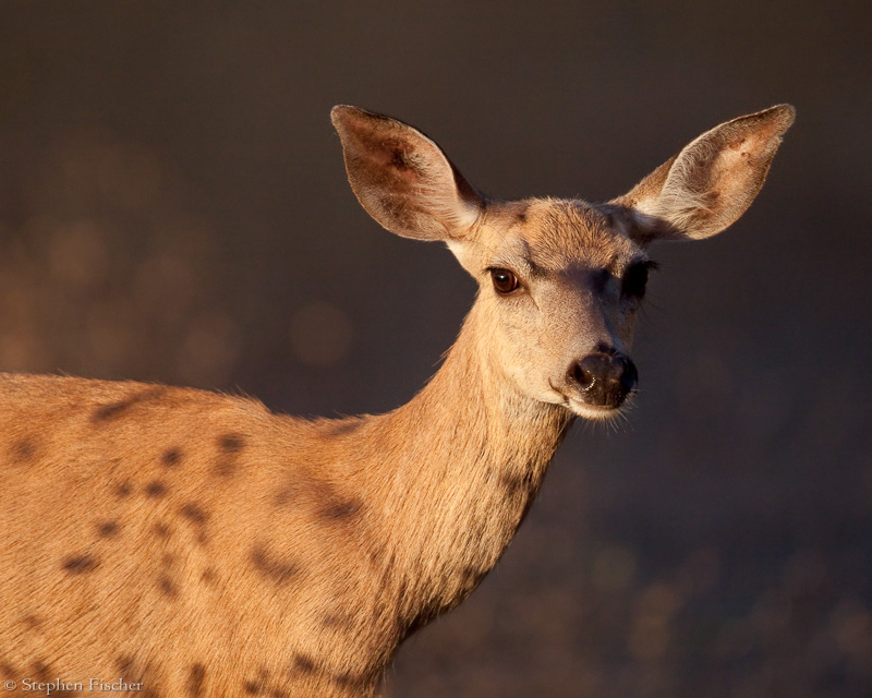 Golden deer