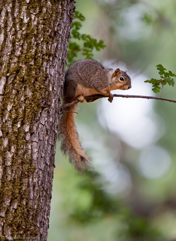 Tree squirrel