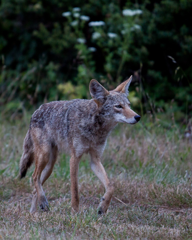 On the prowl