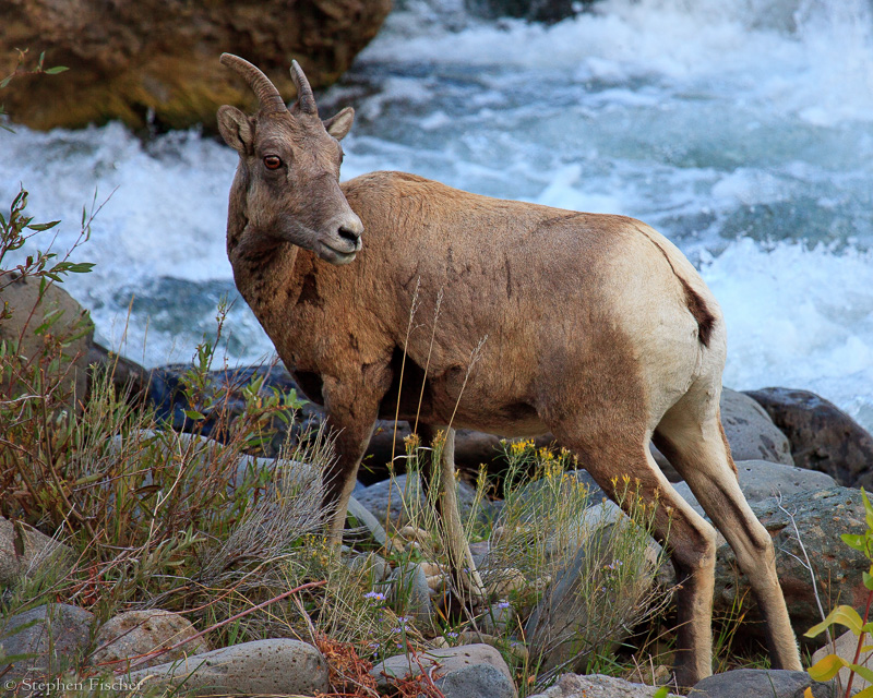 Yellowstone Bighorn sheep