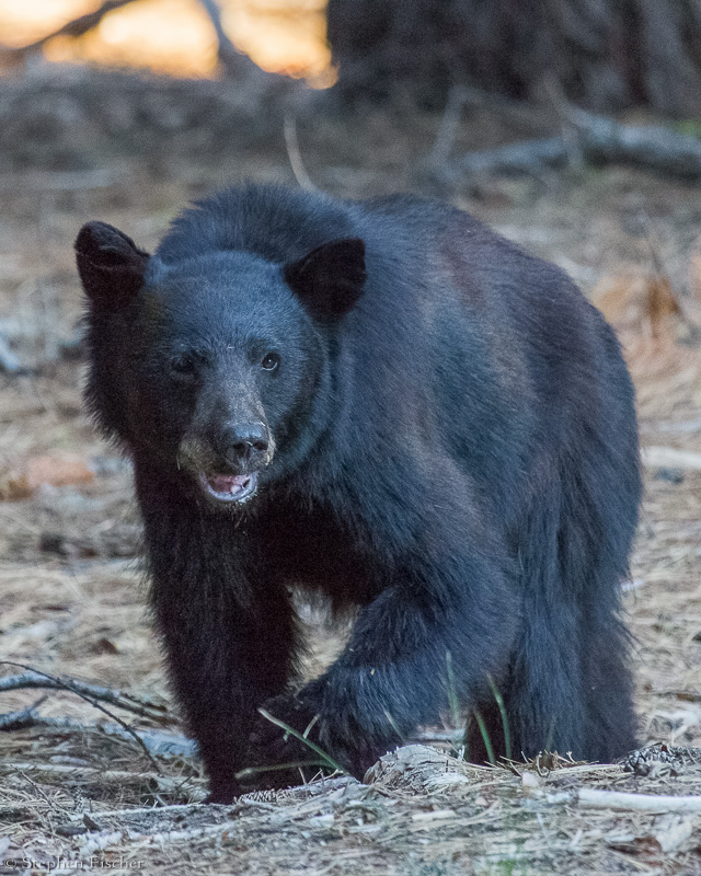 Giant sequoia bear