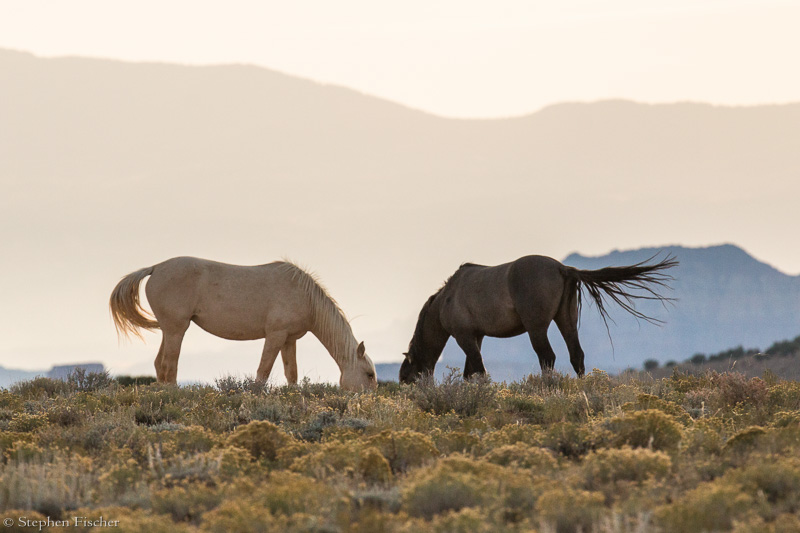 Grazing the sunset
