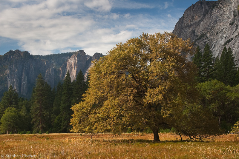 Cook's meadow fall elm
