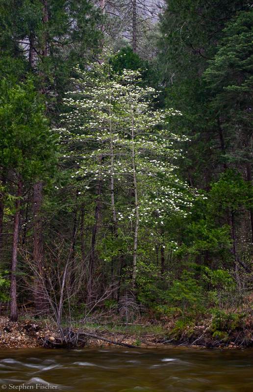 Dogwood grove