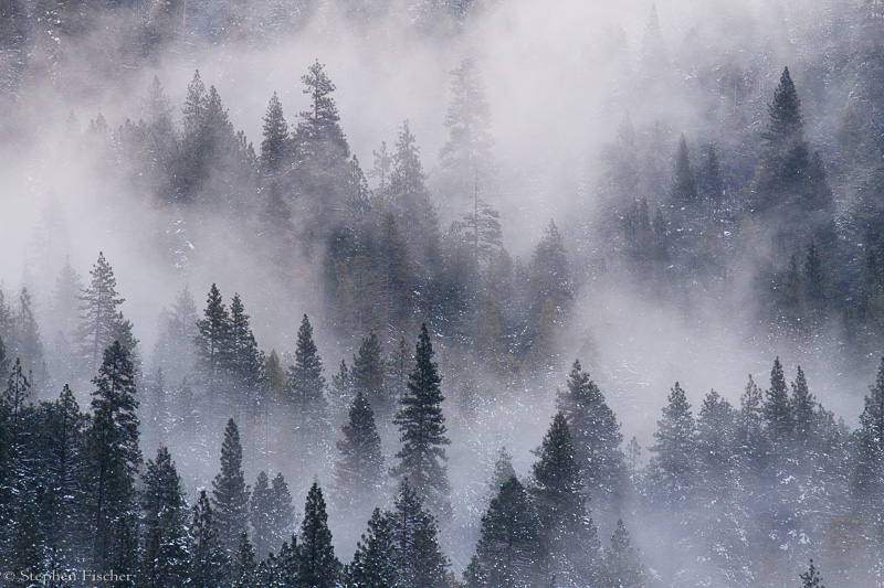 Forest in the clouds