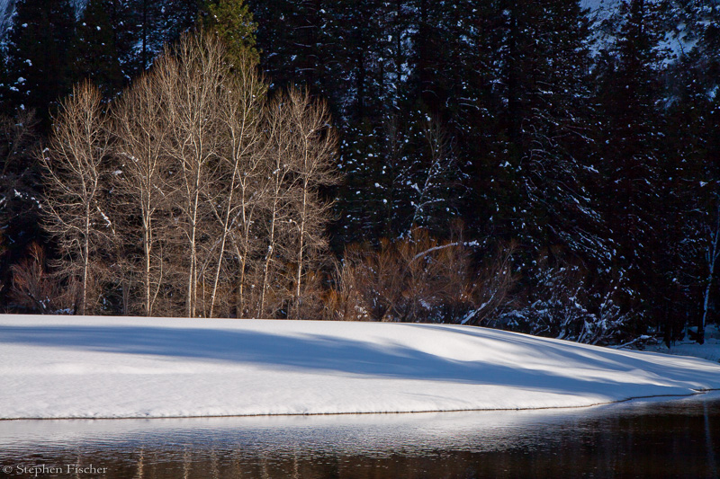 Merced river aspen grove