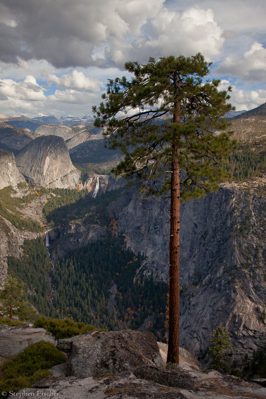 Jeffery Pine standing tall