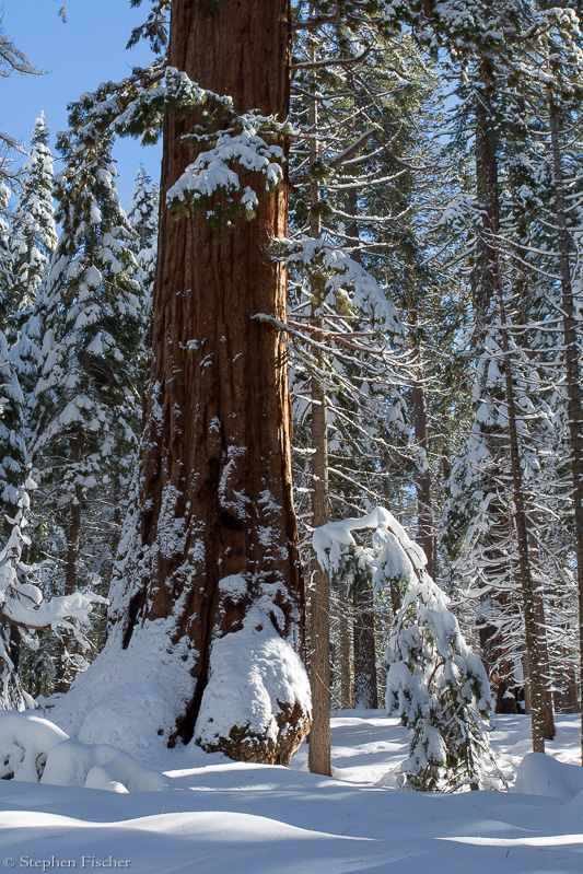 Winter at Mariposa Grove