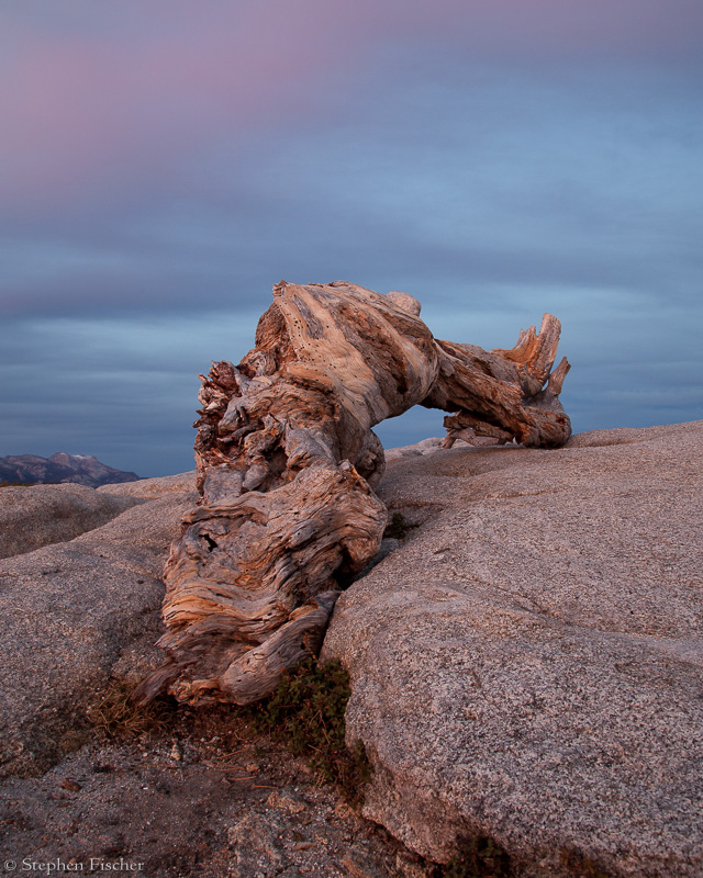 Sentinel of the past