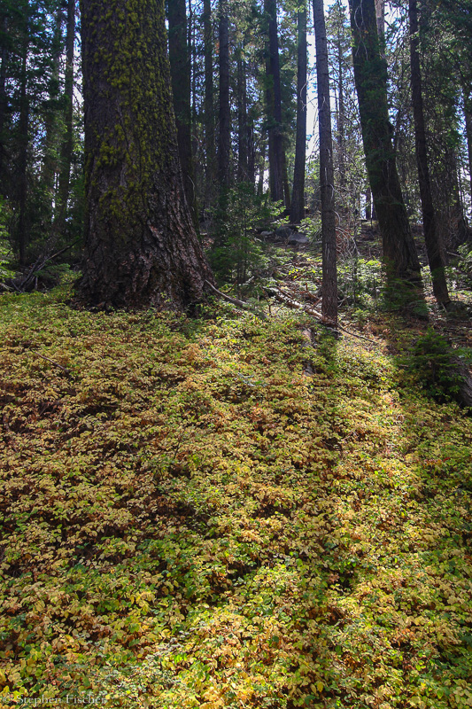 Tuolumne Grove fern bed