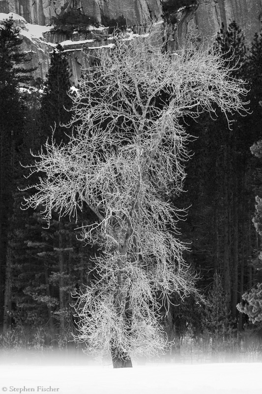 Winter tree
