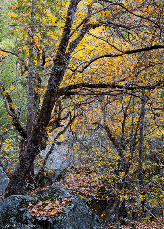Yosemite fall colors
