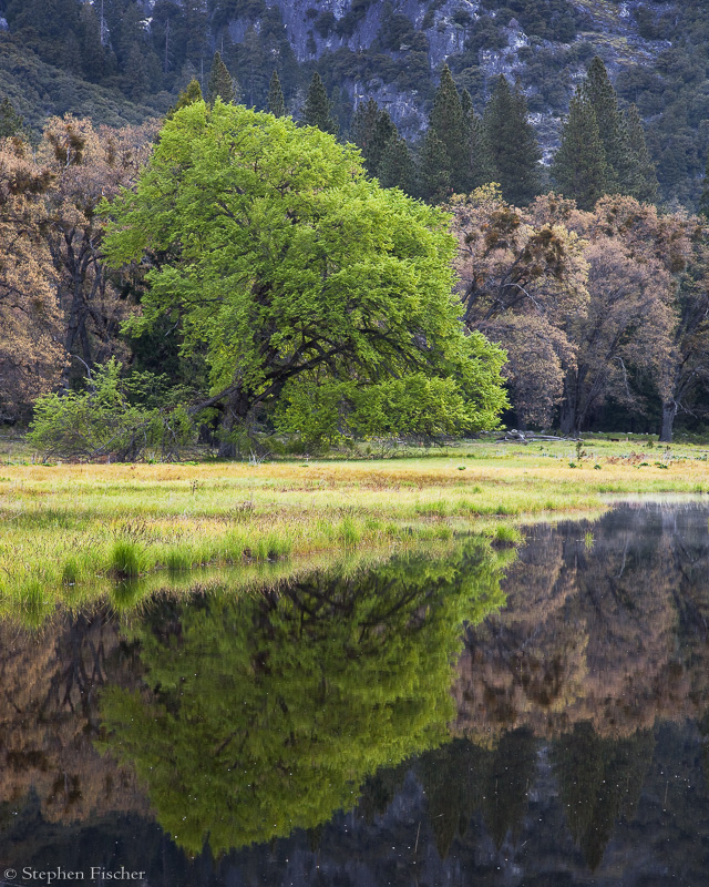 Spring in Cook's meadow