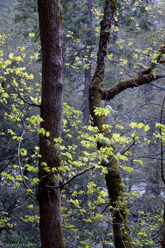 Zen forest