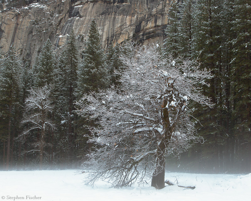 Winter trees