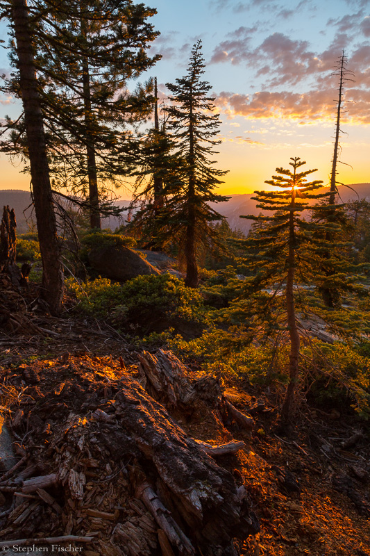 Sunset forest fantasy